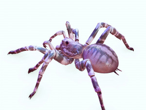 Spider 3D Model