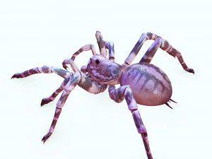 Spider 3D Model