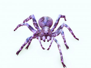 Spider 3D Model