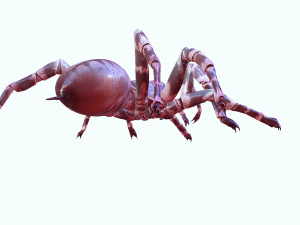 Spider 3D Model
