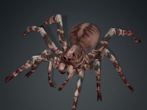 Spider 3D Model