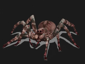 Spider 3D Model