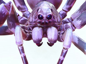 Spider 3D Model