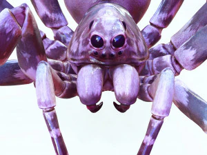 Spider 3D Model