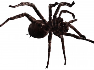Spider 3D Model