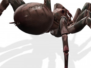 Spider 3D Model
