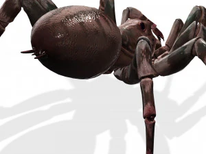 Spider 3D Model