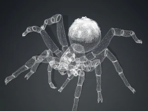 Spider 3D Model
