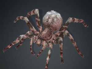 Spider 3D Model