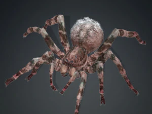 Spider 3D Model