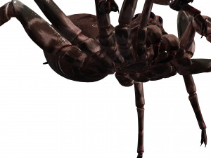 Spider 3D Model