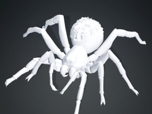 Spider 3D Model