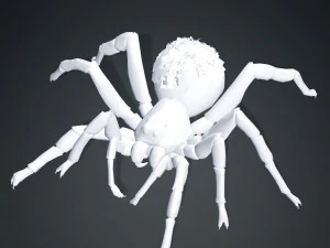 Spider 3D Model
