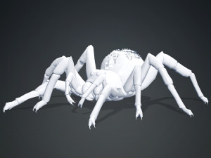 Spider 3D Model