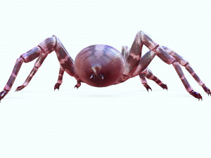Spider 3D Model