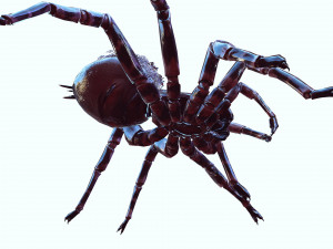 Spider Animated QUEEN SPIDER ARACHNID 3D Model