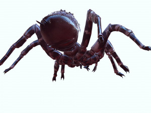 Spider Animated QUEEN SPIDER ARACHNID 3D Model