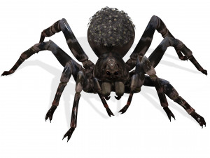 Spider Animated QUEEN SPIDER ARACHNID 3D Model