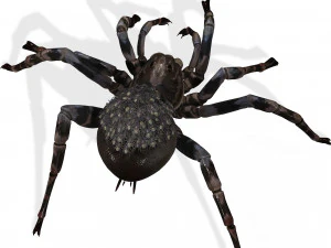 Spider Animated QUEEN SPIDER ARACHNID 3D Model