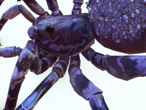 Spider Animated QUEEN SPIDER ARACHNID 3D Model