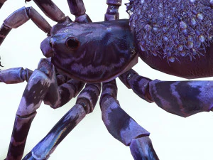 Spider Animated QUEEN SPIDER ARACHNID 3D Model