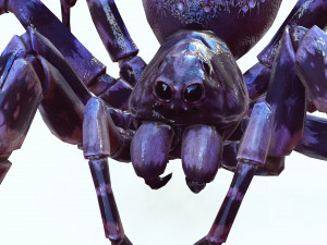 Spider Animated QUEEN SPIDER ARACHNID 3D Model