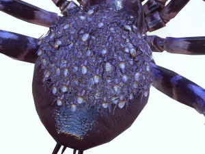 Spider Animated QUEEN SPIDER ARACHNID 3D Model