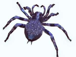 Spider Animated QUEEN SPIDER ARACHNID 3D Model
