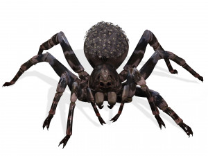 Spider Animated QUEEN SPIDER ARACHNID 3D Model