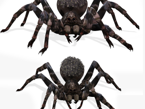 Spider Animated QUEEN SPIDER ARACHNID 3D Model