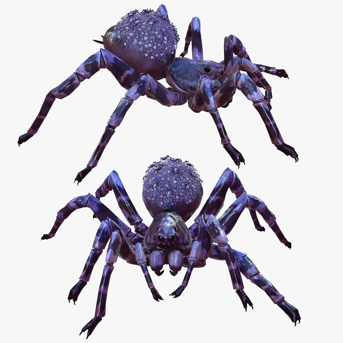 Spider Animated QUEEN SPIDER ARACHNID 3D Model .c4d .max .obj .3ds .fbx .stl .blend 