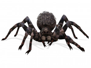 Spider Animated QUEEN SPIDER ARACHNID 3D Model