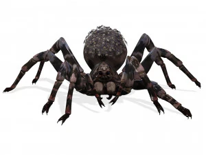 Spider Animated QUEEN SPIDER ARACHNID 3D Model