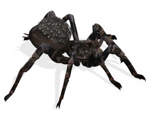 Spider Animated QUEEN SPIDER ARACHNID 3D Model