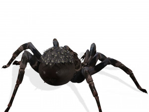 Spider Animated QUEEN SPIDER ARACHNID 3D Model