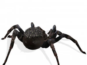 Spider Animated QUEEN SPIDER ARACHNID 3D Model