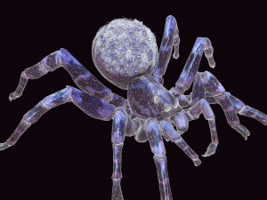 Spider Animated QUEEN SPIDER ARACHNID 3D Model