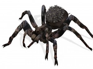 Spider Animated QUEEN SPIDER ARACHNID 3D Model