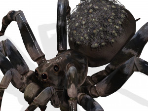 Spider Animated QUEEN SPIDER ARACHNID 3D Model