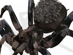 Spider Animated QUEEN SPIDER ARACHNID 3D Model