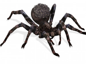 Spider Animated QUEEN SPIDER ARACHNID 3D Model