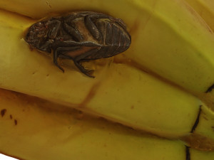 BANANA 3D MODEL - 3D PRINTING - OBJ - FBX - 3D PROJECT CREATE AND GAME READY 3D Принт Модель