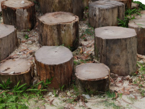 CUTTED TREES 3D MODEL - OBJ - FBX - 3D PRINTING - 3D PROJECT - GAME READY Modello 3D