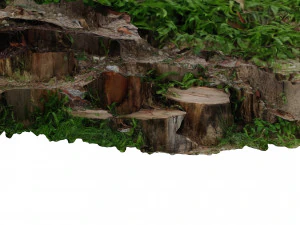 CUTTED TREES 3D MODEL - OBJ - FBX - 3D PRINTING - 3D PROJECT - GAME READY 3D Model