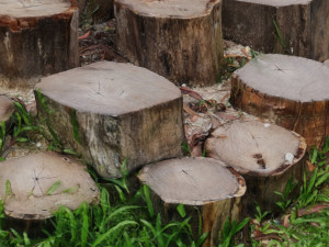 CUTTED TREES 3D MODEL - OBJ - FBX - 3D PRINTING - 3D PROJECT - GAME READY Modèle 3D