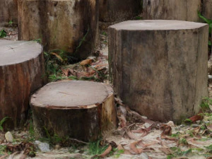 CUTTED TREES 3D MODEL - OBJ - FBX - 3D PRINTING - 3D PROJECT - GAME READY 3D Model
