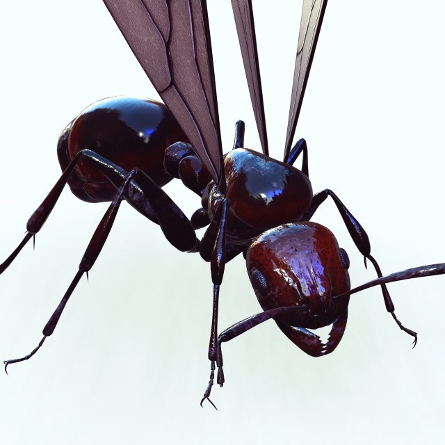 ANT 3D Model .c4d .max .obj .3ds .fbx .stl .blend 