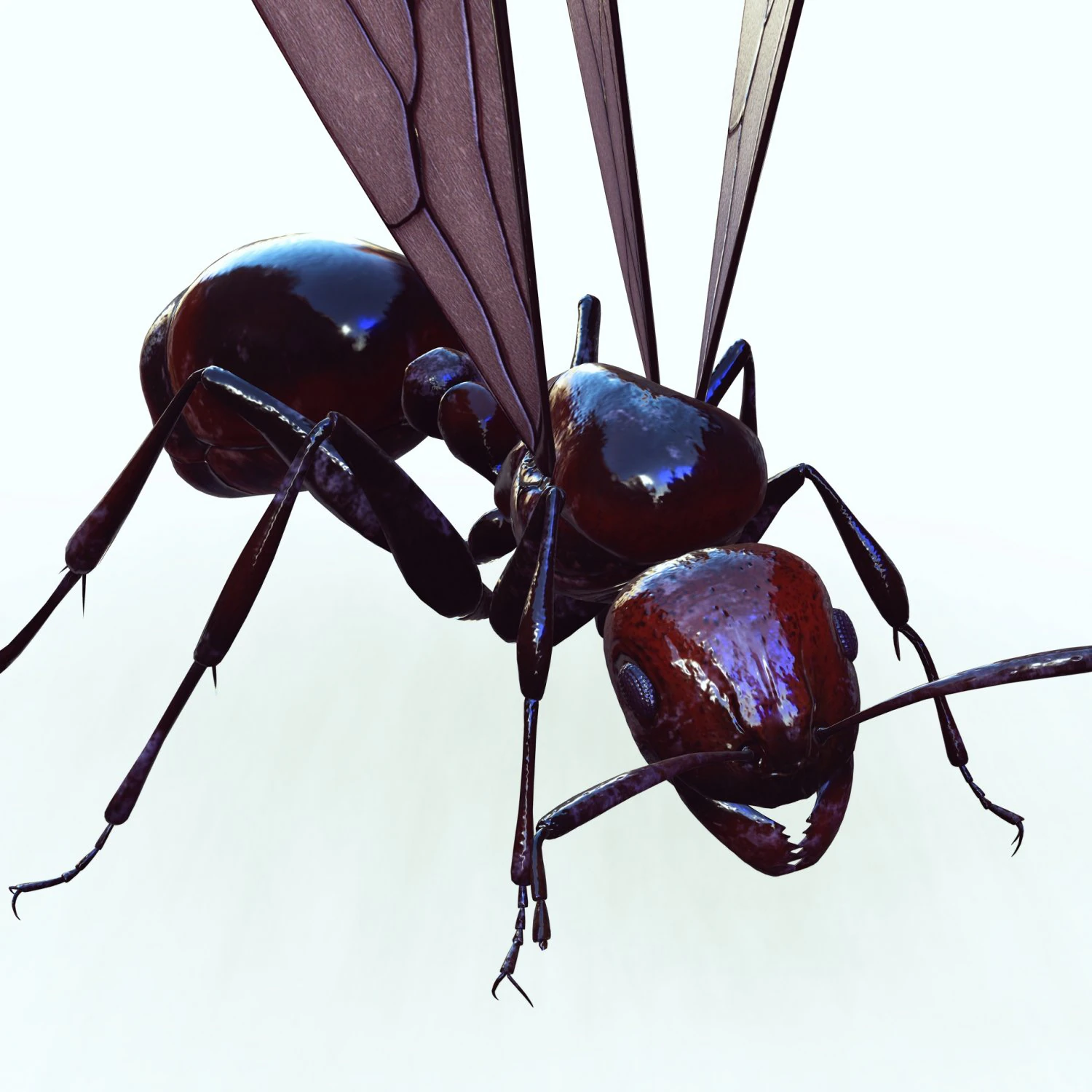 ANT 3D Model .c4d .max .obj .3ds .fbx .stl .blend 