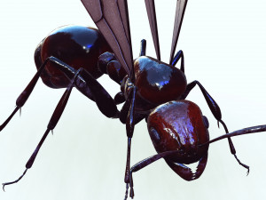 ANT 3Dモデル