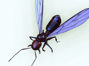 ANT 3D Model